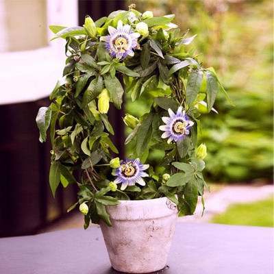 sealok Passion Plant(Hybrid, Pack of 1)