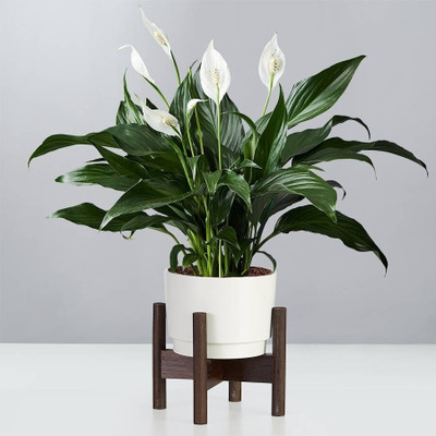 MAITRA AND SONS Peace Lily Plant(Hybrid, Pack of 1)