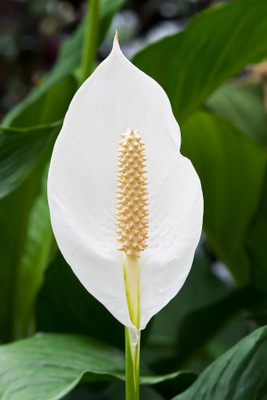 LeafLinkPlants Peace Lily Plant(Hybrid, Pack of 1)