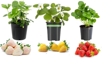 Cloud Farm Strawberry Plant(Hybrid, Pack of 3)