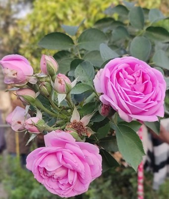 Elanthalir Rose Plant(Hybrid, Pack of 1)