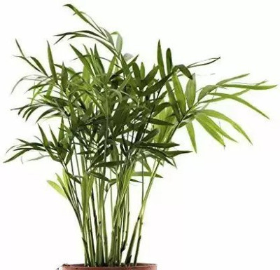 Augadh Areca Palm(Hybrid, Pack of 1)