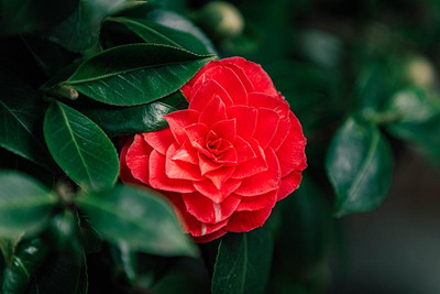 Ukanda Rose Plant(Hybrid, Pack of 1)
