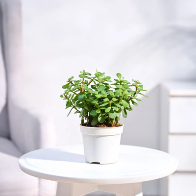 UGAOO Jade Plant(Pack of 1)