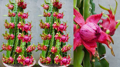 Cloud Farm Dragon Tree(Hybrid, Pack of 3)