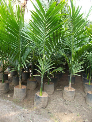 MAITRA AND SONS Areca Palm(Hybrid, Pack of 1)