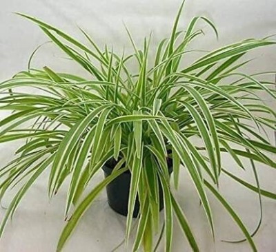 Oxygreenplant Spider Plant(Hybrid, Pack of 1)