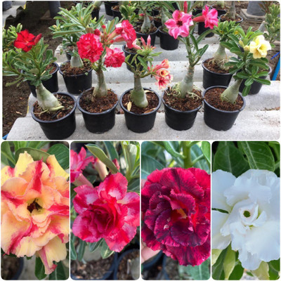 LaughEarth Adenium Plant(Hybrid, Pack of 5)