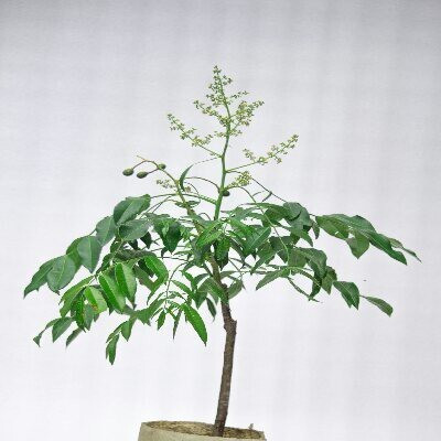 SHREYAGREEN Amra Plant(Hybrid, Pack of 1)