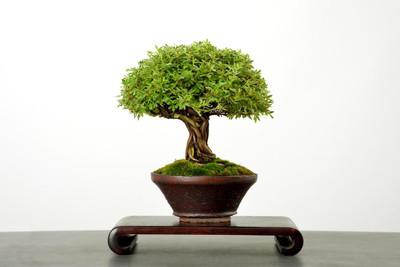 SARKAR KRISHI BHANDER Ficus Bonsai Plant(Hybrid, Pack of 1)