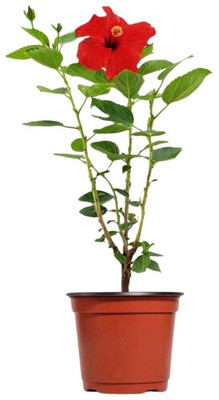 SHREYAGREEN Hibiscus Plant(Hybrid, Pack of 1)