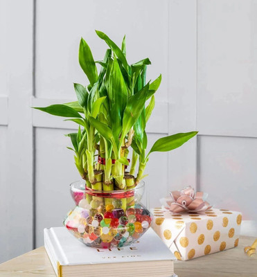 Real Nature Two Layer Bamboo Plant(Pack of 1)