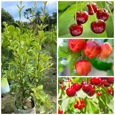 Cloud Farm Cherry Fruit Plant(Hybrid, Pack of 1)