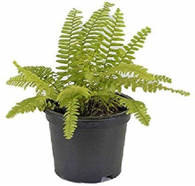 My Dream Nursery Golden Boston Fern(Hybrid, Pack of 1)