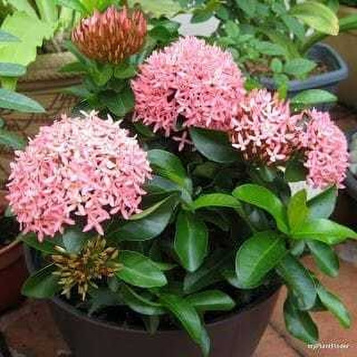 Barhloew Ixora Plant(Hybrid, Pack of 1)