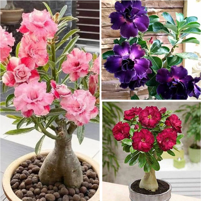 fuegoasiss Adenium Plant(Hybrid, Pack of 3)