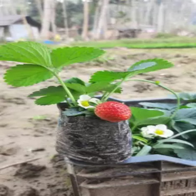 Augadh Strawberry Plant(Hybrid, Pack of 1)