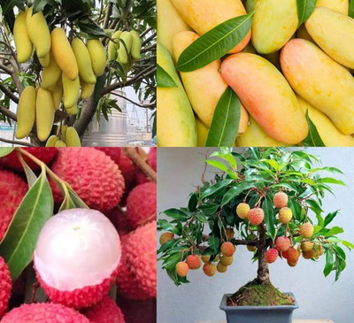 priyashitaNursery Mango Plant, Litchi Plant(Hybrid, Pack of 2)