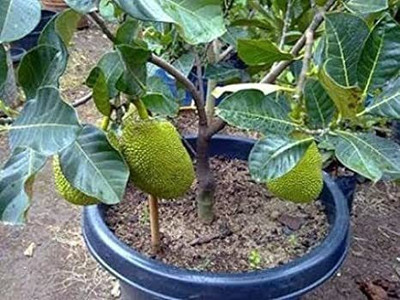 GreenyOn Jackfruit Plant(Hybrid, Pack of 1)