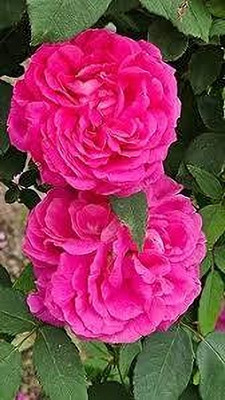 BREEZY BLOOMS Rose Plant(Hybrid, Pack of 1)
