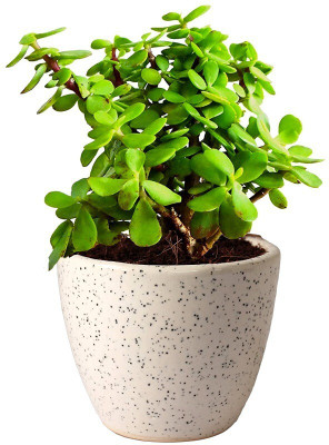 MiracleGarden Jade Plant(Hybrid, Pack of 1)