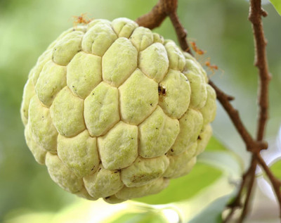 Aywal Custard Apple Hybrid Seed(15 per packet)