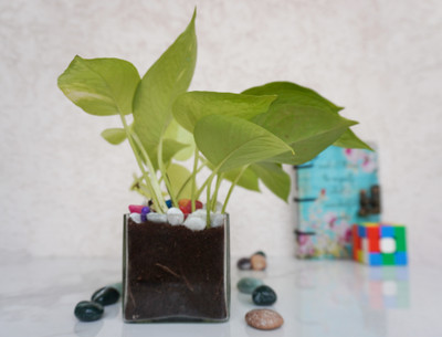 QUICKNCHARM Golden Money Plant(Pack of 1)