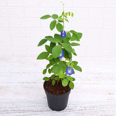 SKDIYA Aparajita/ Butterfly Pea Plant(Hybrid, Pack of 1)