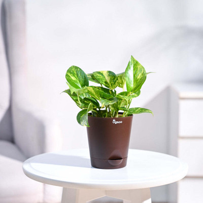 UGAOO Variegated Money Plant(Pack of 1)