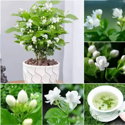 Ankur Farm Jasmine Plant(Hybrid, Pack of 1)