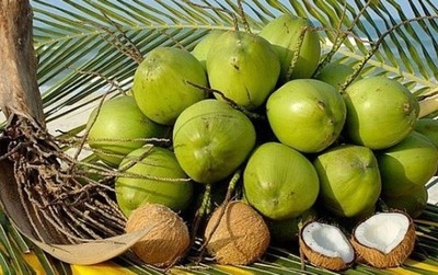 Rstcompqxyz Coconut Plant(Hybrid, Pack of 1)