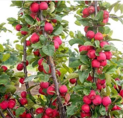 BER Apple Plant(Hybrid, Pack of 1)