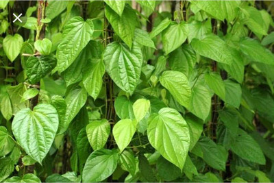 betellleat Betel Leaf Plant(Hybrid, Pack of 1)