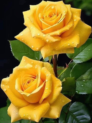 GIFTZHUB Rose Plant(Hybrid, Pack of 1)