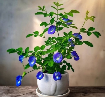 PetalPath Clitoria Ternatea Aparajita Plant, Clitoria Ternatea Aparajita Plant(Hybrid, Pack of 1)