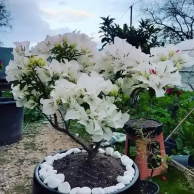 rimardmistu Bougainvillea Plant(Hybrid, Pack of 1)