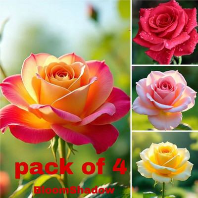 Bloomhadow Rose Plant(Hybrid, Pack of 4)