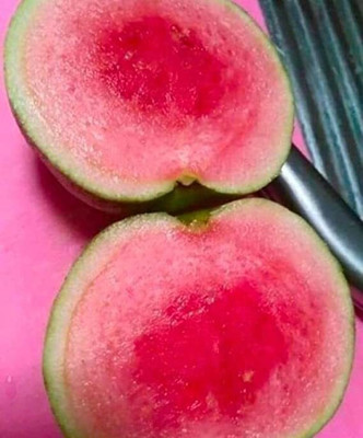 Sarika Guava Plant(Hybrid, Pack of 1)