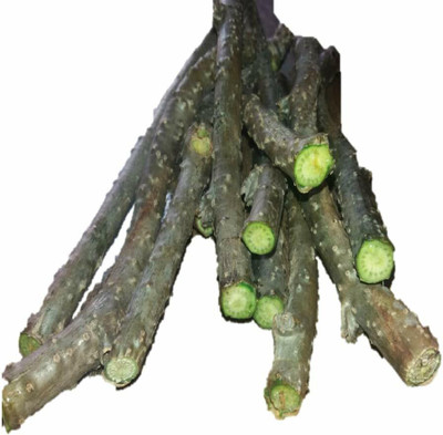 VibeX Giloy Plant Fresh Stems Seed(20 per packet)