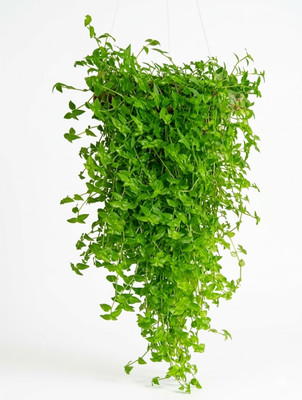 evergreen bliss Turtle Vine Plant  sapling(Pack of 1)