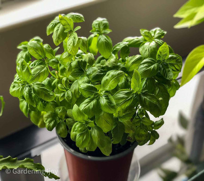 PB EVERGHREEN Basil Plant(Pack of 1)