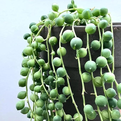 Sacart String of Pearls(Hybrid, Pack of 1)