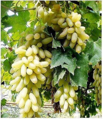 KS TRADERS Grapes Plant(Hybrid, Pack of 1)