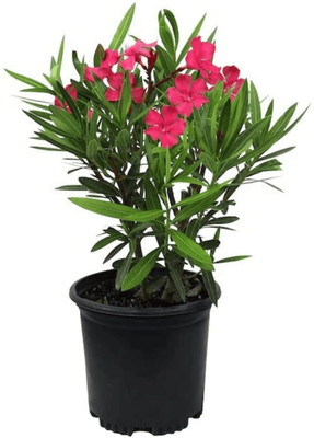 Astha Oleander Plant(Hybrid, Pack of 1)