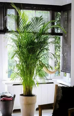 KUMUBON Areca Palm(Hybrid, Pack of 1)
