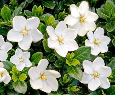 KrishnaNursery Jasmine Plant(Hybrid, Pack of 1)