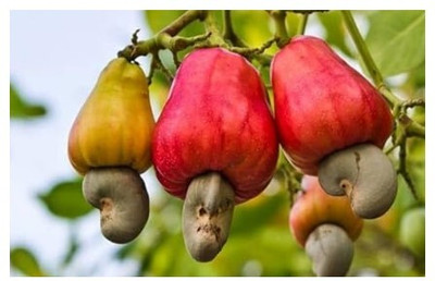 Treeicks Cashew Plant(Hybrid, Pack of 1)