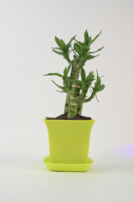 AVR with Happiness inhouse Lotus Plant(Pack of 1)