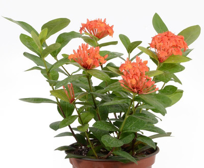 MondalVarieties Trothic Ixora/Chethi Plant(Hybrid, Pack of 1)