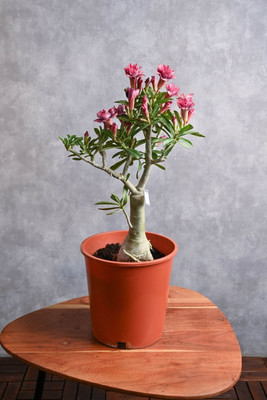 FloraFusion Adenium Plant(Hybrid, Pack of 1)